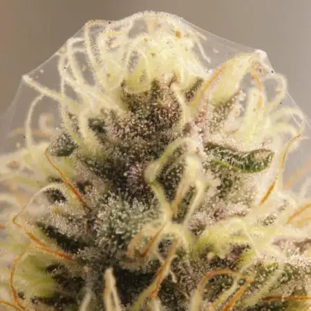 Blueberry Muffin