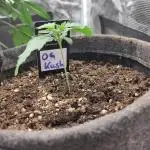 OG Kush #006