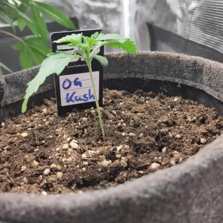 OG Kush #006