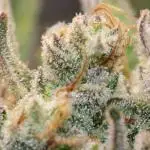 Guava Auto