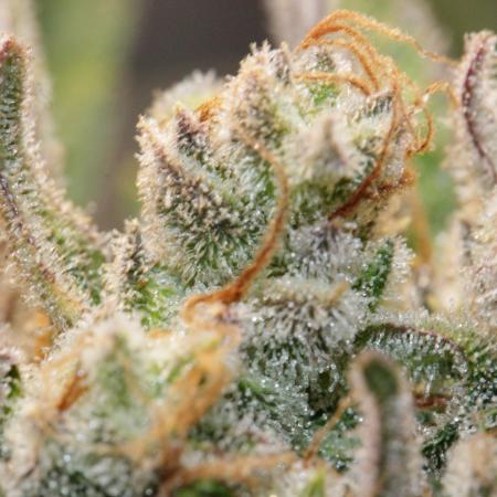 Guava Auto