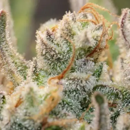 Guava Auto