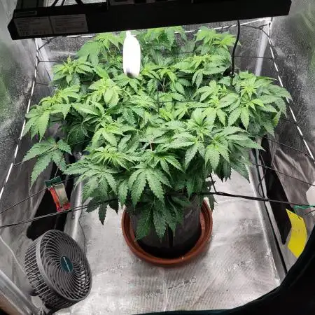 OG Kush #006