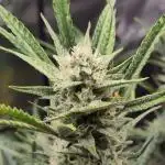 Guava Auto