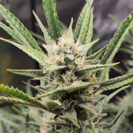 Guava Auto