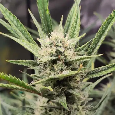 Guava Auto