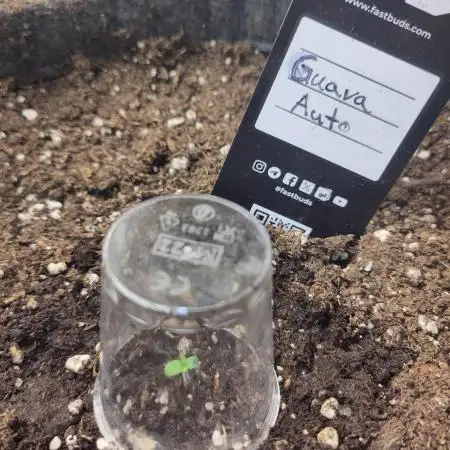 Guava Auto