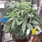 Guava Auto