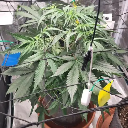 Guava Auto