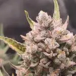 Guava Auto