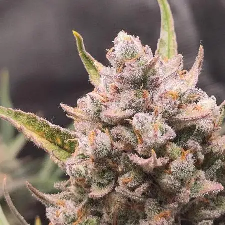 Guava Auto