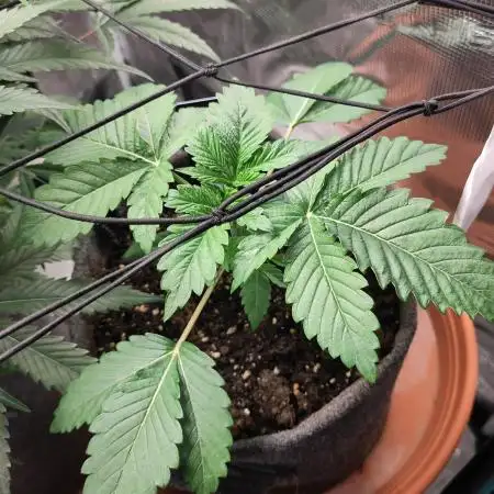 OG Kush #006