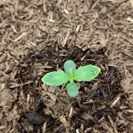 Banana OG Auto #007