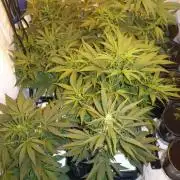 Seed supreme run#4