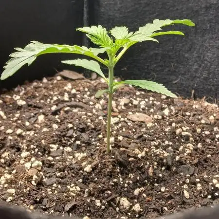 Kyle420greenery  & 42fastbuds