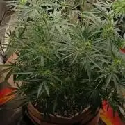 Seed supreme run#4