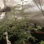 Kyle420greenery  & 42fastbuds