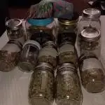 Divine seeds global auto contest