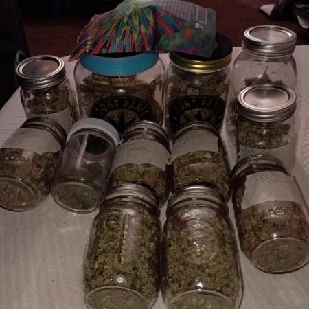 Divine seeds global auto contest