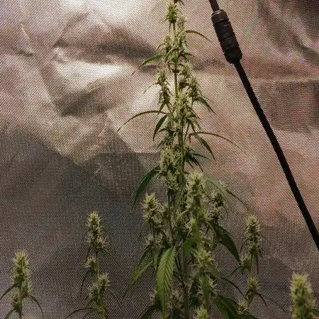 Early flower