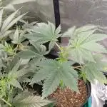 Supreme seeds