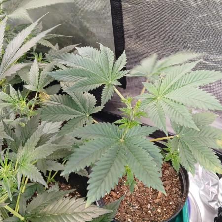 Supreme seeds
