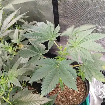 Supreme seeds
