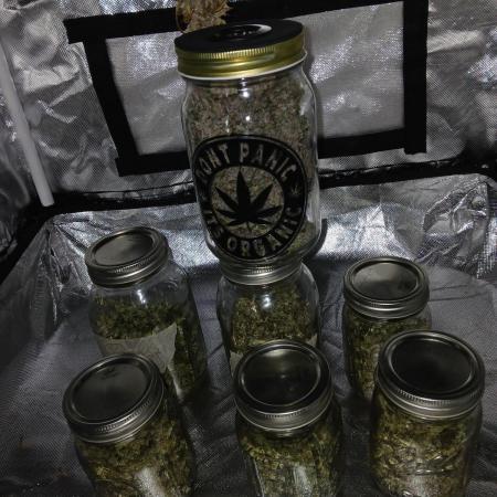 Kyle420greenery  & 42fastbuds