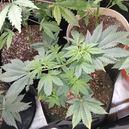 Supreme seeds