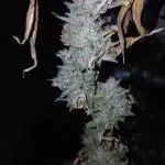 Growers choice seeds Co!!