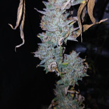 Growers choice seeds Co!!