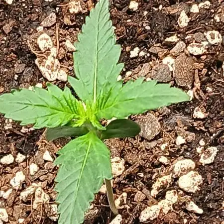 Kyle420greenery  & 42fastbuds