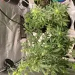 Kyle420greenery  & 42fastbuds