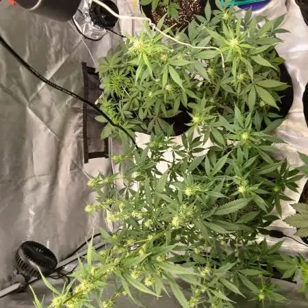 Kyle420greenery  & 42fastbuds