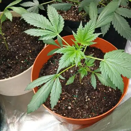 Exotic strains from 42 fast buds!!