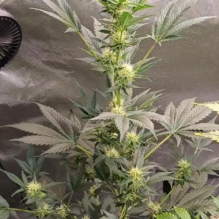 Growers choice seeds Co!!