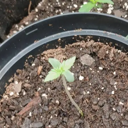 Supreme seeds