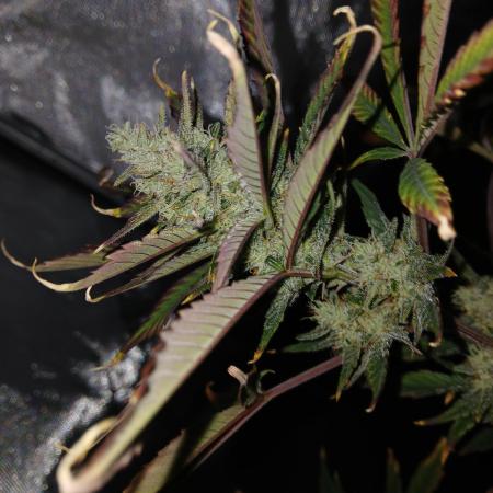 Exotic strains from 42 fast buds!!