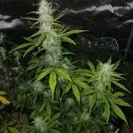 Early flower