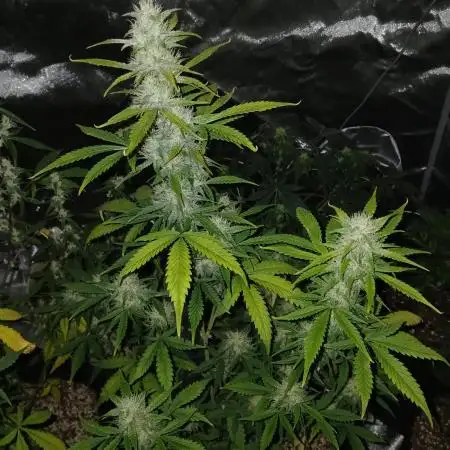 Early flower