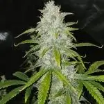 Early flower