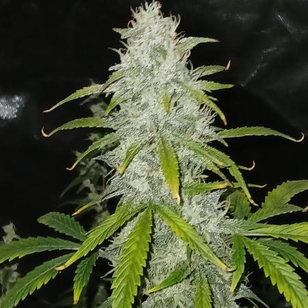 Early flower