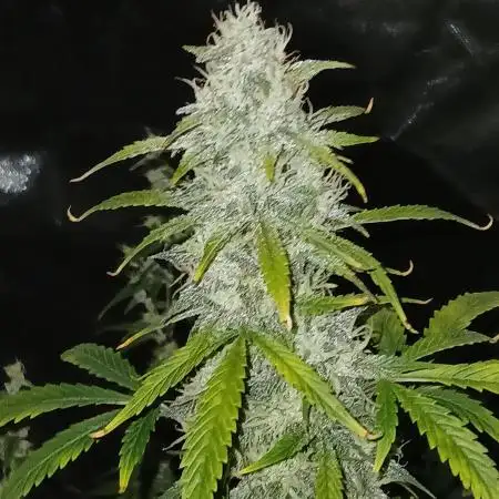 Early flower