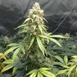 Exotic strains from 42 fast buds!!