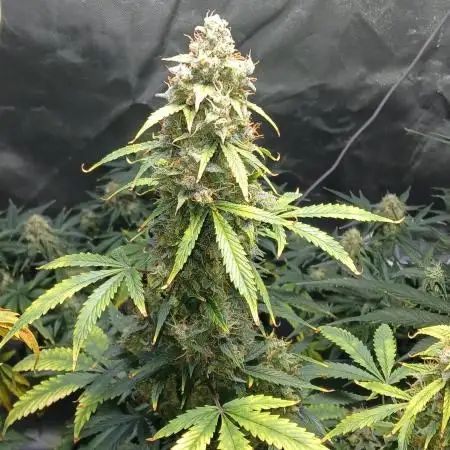 Exotic strains from 42 fast buds!!