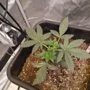 Seed supreme run#4