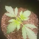 Exotic strains from 42 fast buds!!