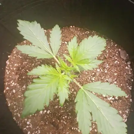 Exotic strains from 42 fast buds!!