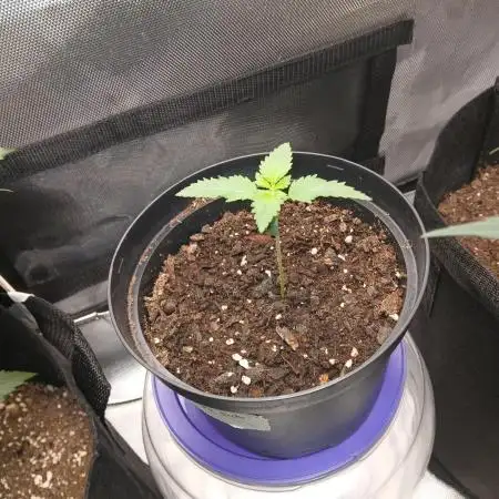 Supreme seeds