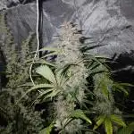 Kyle420greenery  & 42fastbuds